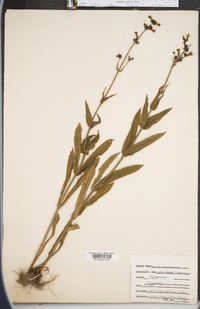 Penstemon laevigatus image